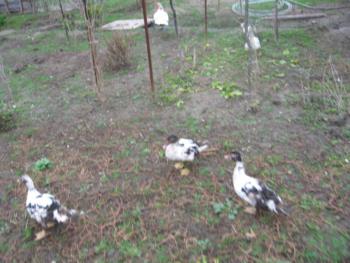 IMG_1482 - Rate muscovy ducks -lesesti