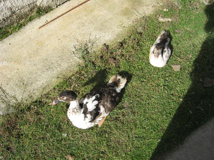 IMG_1549 - Rate muscovy ducks -lesesti