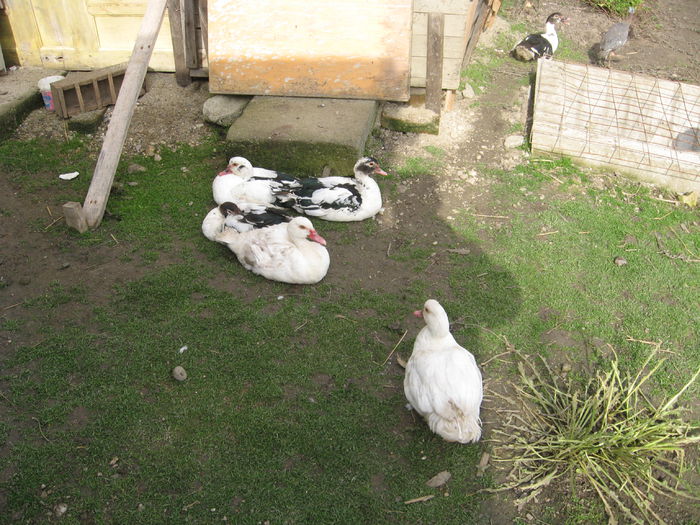 IMG_1602 - Rate muscovy ducks -lesesti