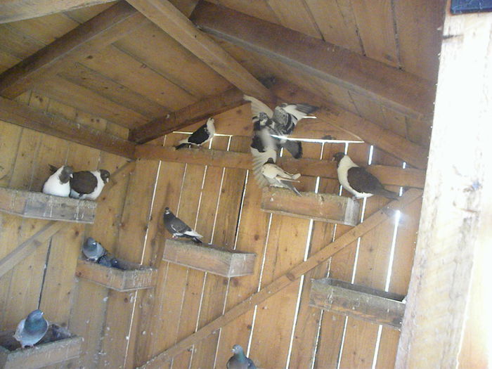 DSCN9798 - voliera mea