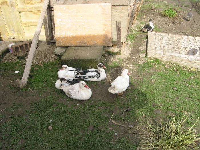 IMG_1603 - Rate muscovy ducks -lesesti