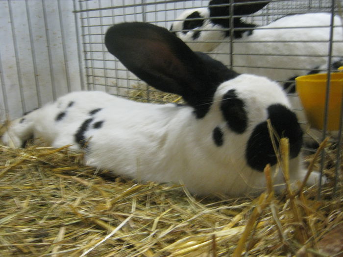 Ausst_Wels_ 151 - expo Wels 2014 20-21 dec