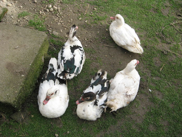 IMG_1611 - Rate muscovy ducks -lesesti