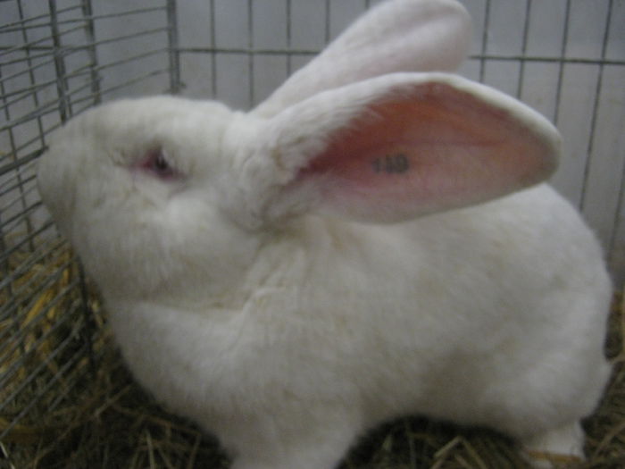 Ausst_Wels_ 154 - expo Wels 2014 20-21 dec