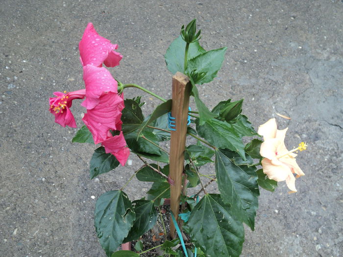 FOTO 2014 - HIBISCUS