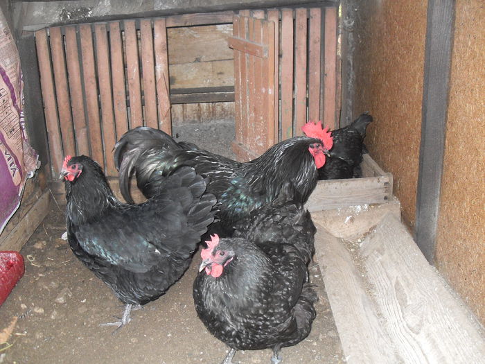 SDC10754 - Australorp