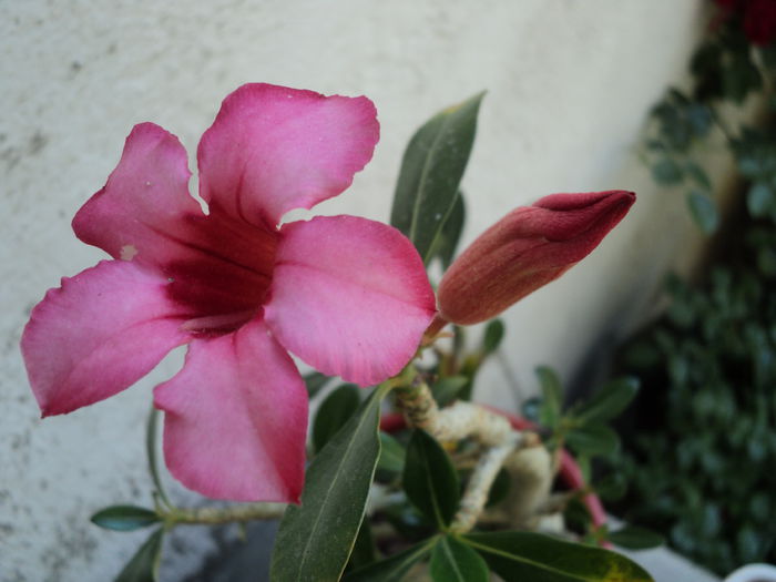 FOTO 2014 049 - ADENIUM