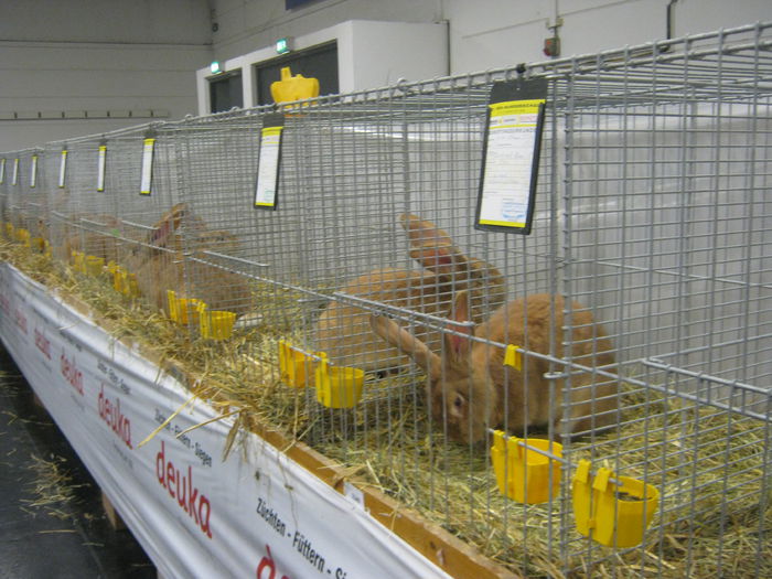 Ausst_Wels_ 162 - expo Wels 2014 20-21 dec