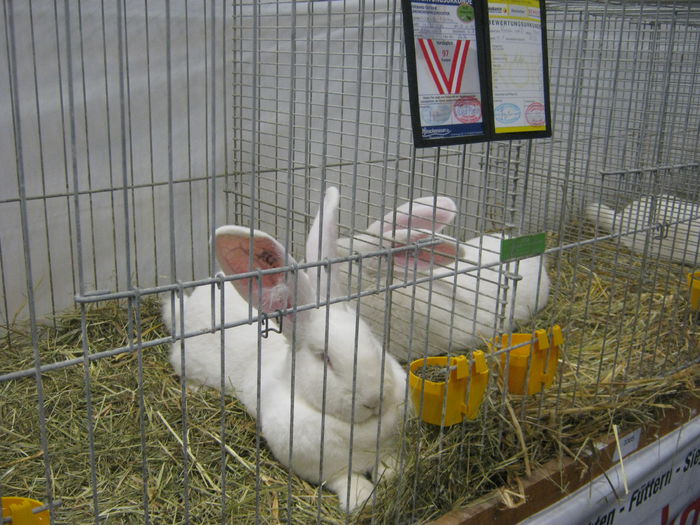 Ausst_Wels_ 163 - expo Wels 2014 20-21 dec