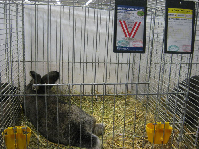 Ausst_Wels_ 172 - expo Wels 2014 20-21 dec