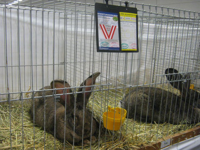 Ausst_Wels_ 176 - expo Wels 2014 20-21 dec