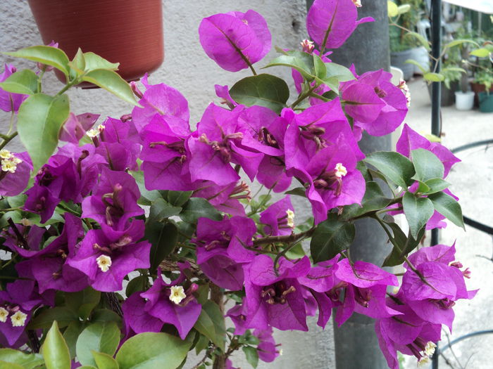 FOTO 2014 007 - BOUGANVILLEA