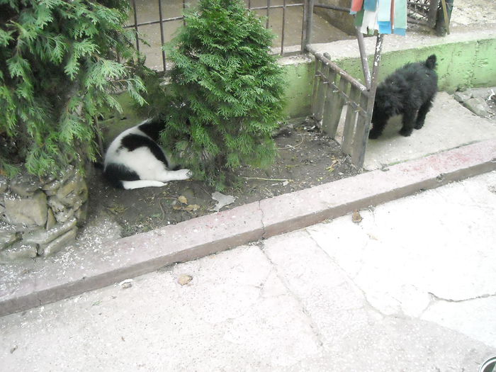 DSCN1454