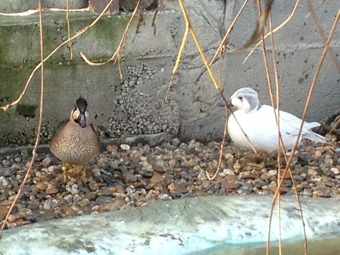 Standard si argintiu