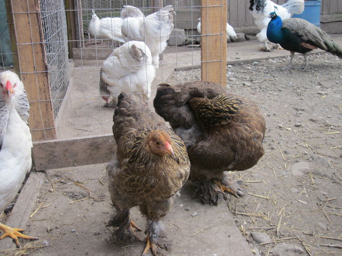 mama is fiica - GAINILE MELE