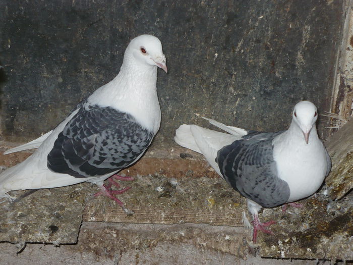P1300595