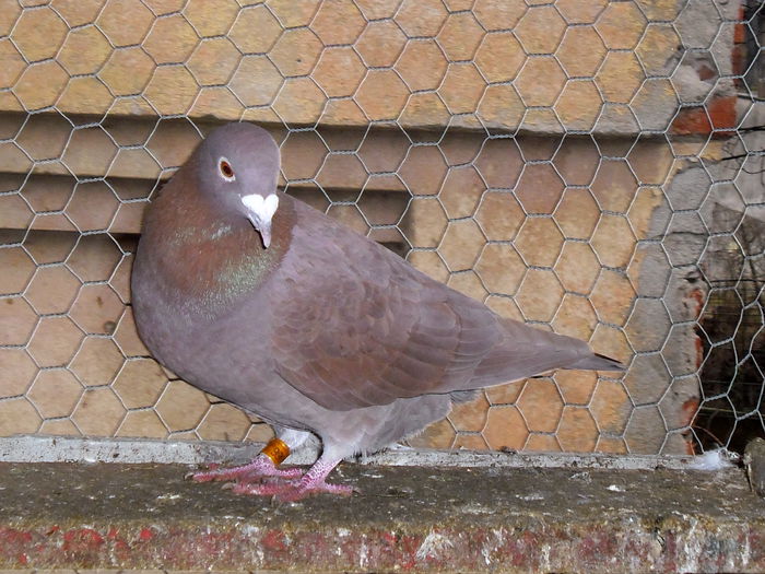M 2014 Meulemans-J.Aarden - b-Voiajori 2015