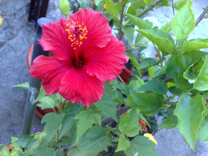  - 0 HIBISCUS 2015