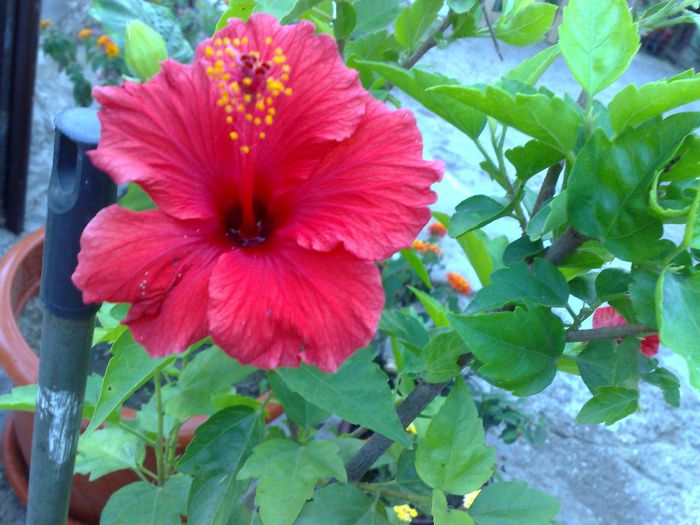  - 0 HIBISCUS 2015