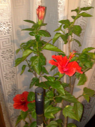 m-au cadorisit cu floricele de an nou - 0 HIBISCUS 2015