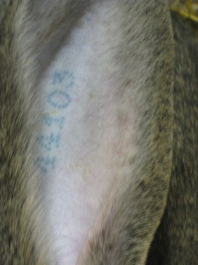 Ausst_Wels_ 193 - expo Wels 2014 20-21 dec