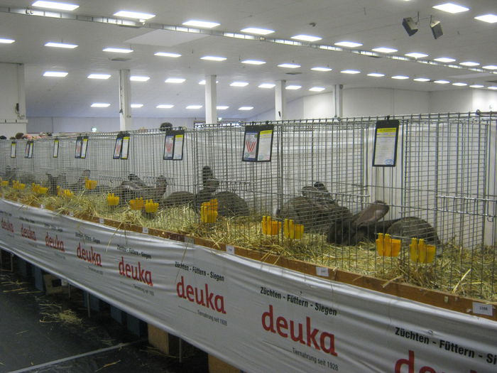 Ausst_Wels_ 195 - expo Wels 2014 20-21 dec