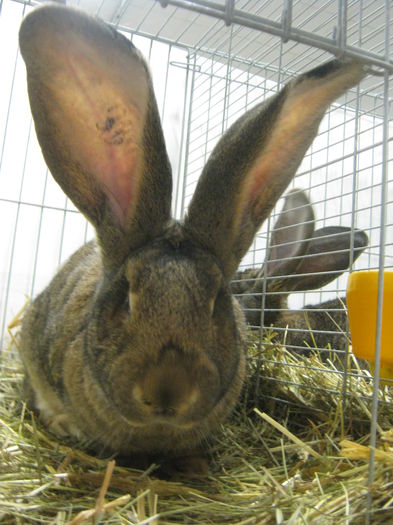 Ausst_Wels_ 196 - expo Wels 2014 20-21 dec