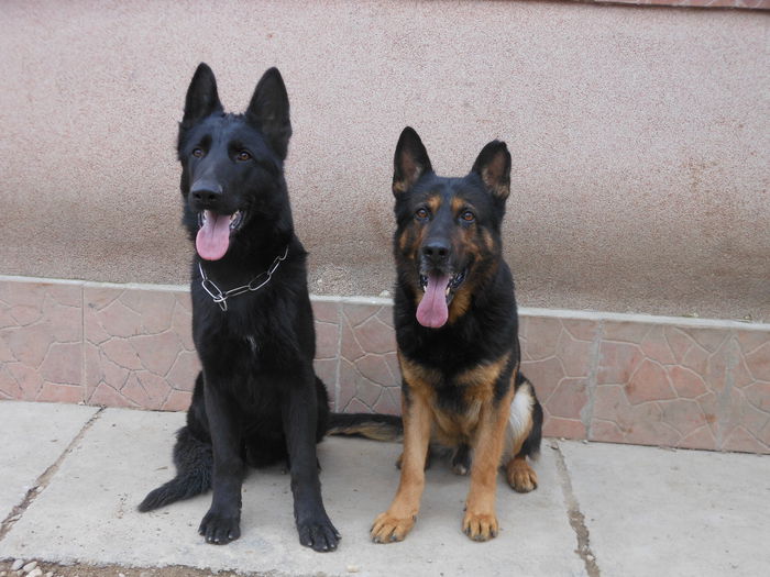 DSCN3440 - Ciobanesc german trecut prezent viitor