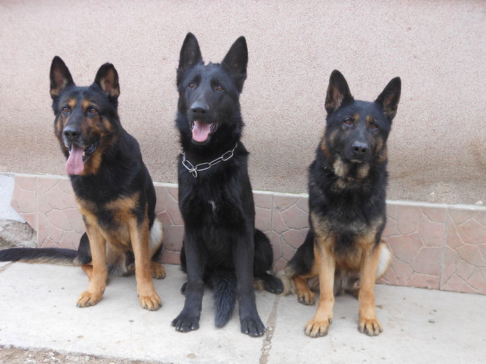 Tatal si fiii - Ciobanesc german trecut prezent viitor