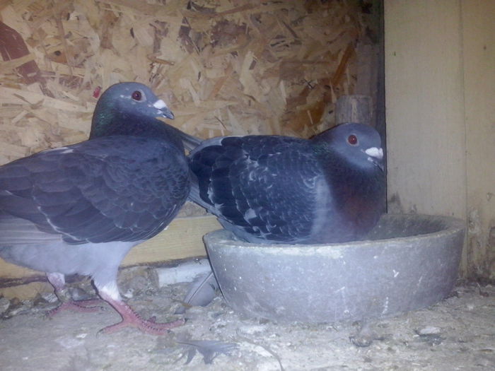 femela a realizat norma la demifond in 2014