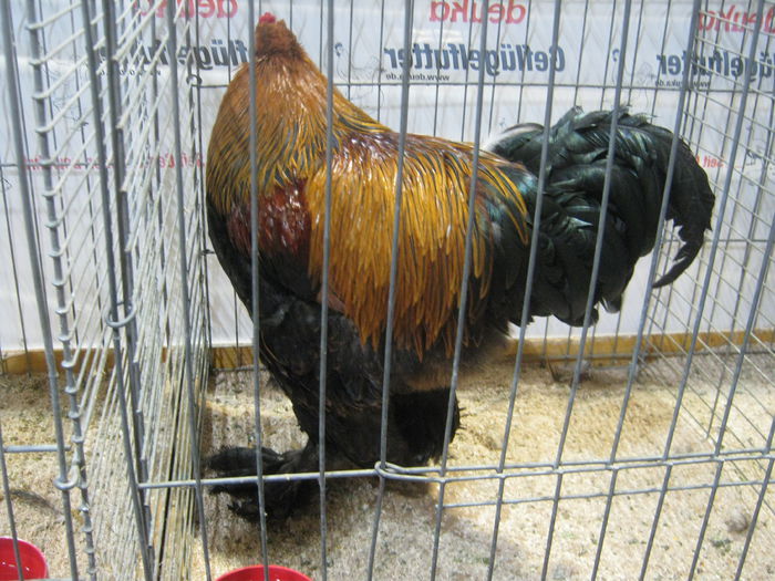 Ausst_Wels_ 260 - expo Wels 2014 20-21 dec