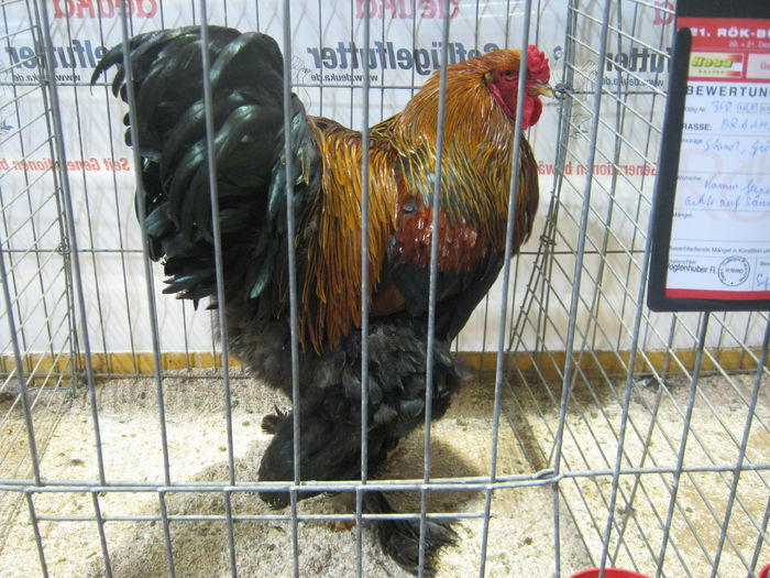 Ausst_Wels_ 259 - expo Wels 2014 20-21 dec