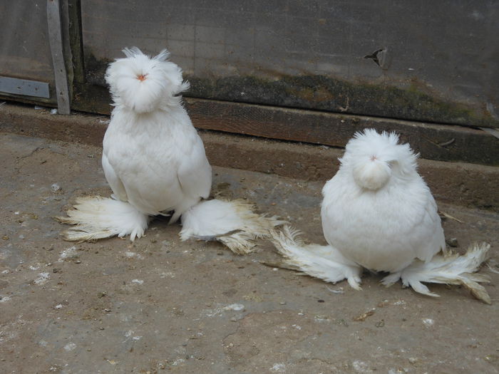 DSCN3338 - perechi tobosari 2015