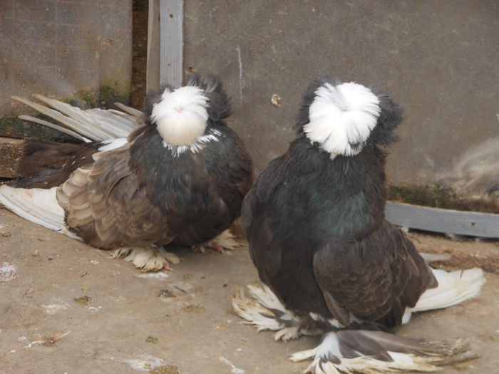 perechea 7 - perechi tobosari 2015