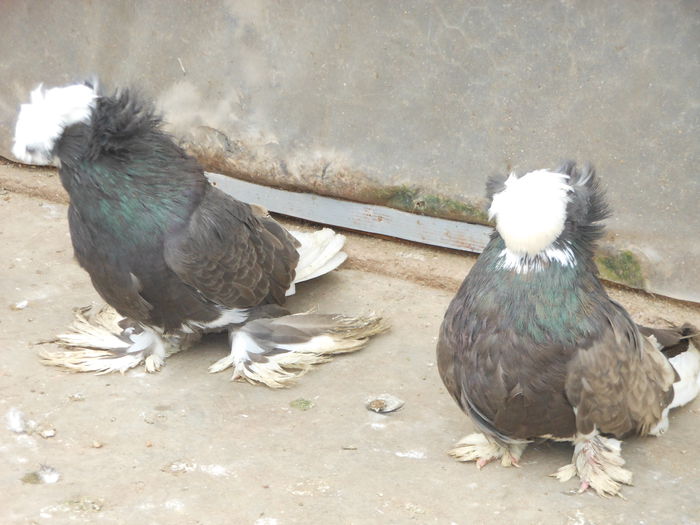 DSCN3341 - perechi tobosari 2015