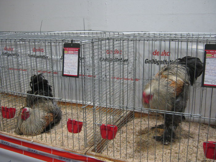 Ausst_Wels_ 262 - expo Wels 2014 20-21 dec