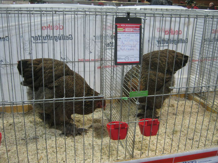 Ausst_Wels_ 263 - expo Wels 2014 20-21 dec