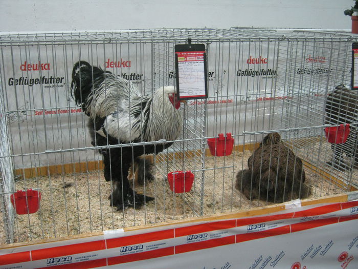 Ausst_Wels_ 264 - expo Wels 2014 20-21 dec