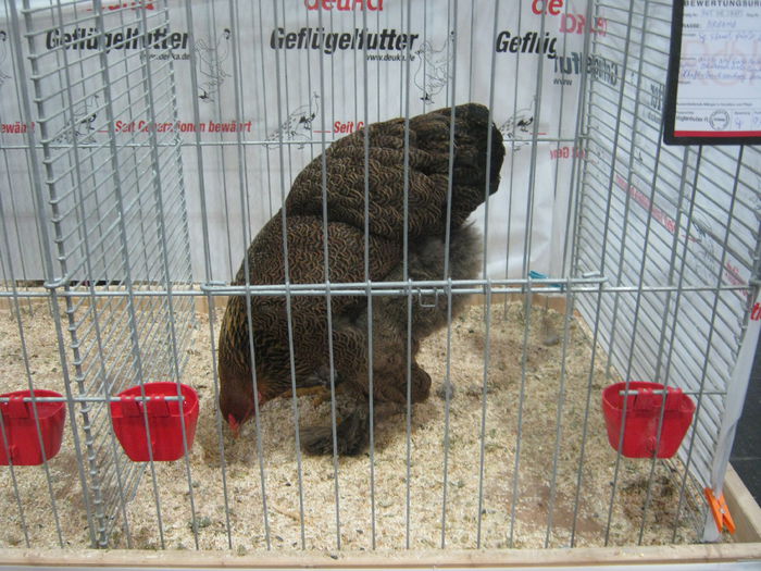 Ausst_Wels_ 265 - expo Wels 2014 20-21 dec