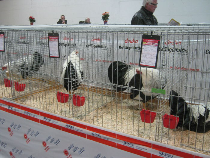 Ausst_Wels_ 266 - expo Wels 2014 20-21 dec