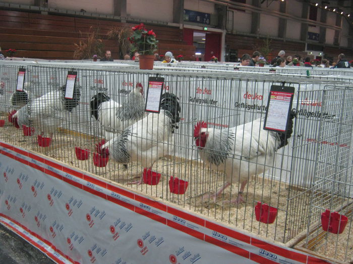 Ausst_Wels_ 267 - expo Wels 2014 20-21 dec