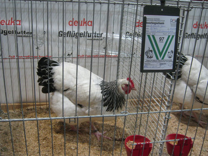 pt Zcsaba din moacsa - expo Wels 2014 20-21 dec