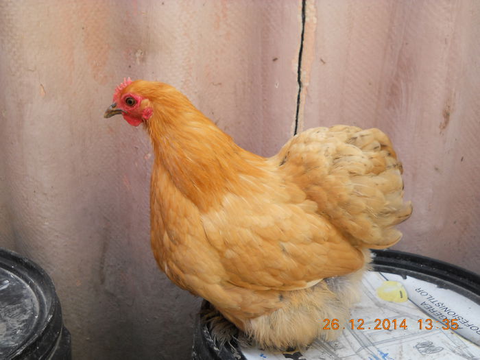 cochinchina pitic 002 - Gaini cochinchhina pitic