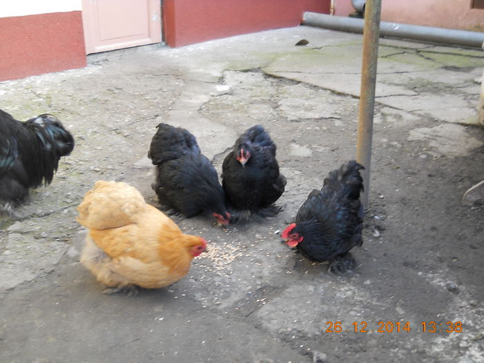 cochinchina pitic 012 - Gaini cochinchhina pitic