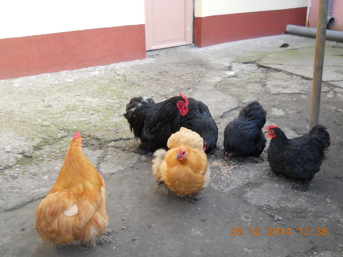 cochinchina pitic 013