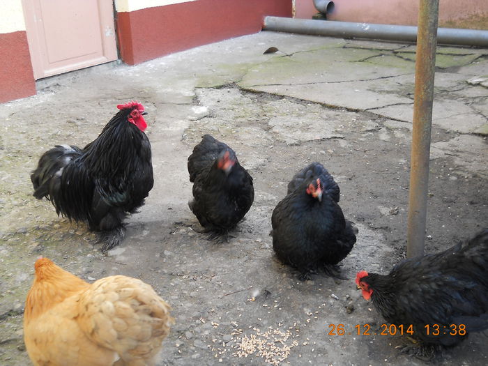 cochinchina pitic 014