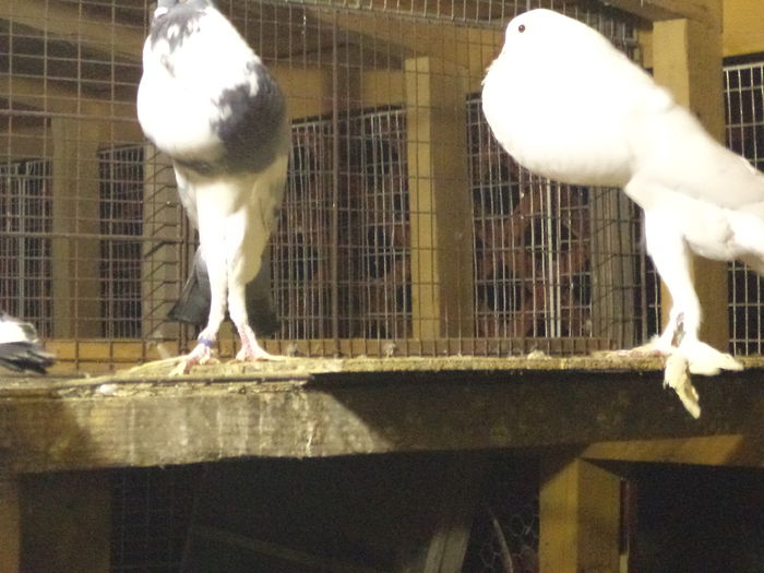 DSC01591 - Gusati Englezi