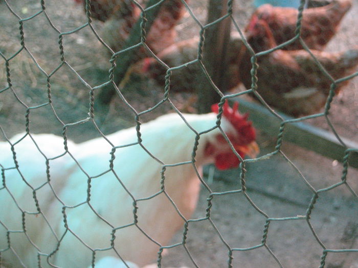 016 - cocos cochi alb