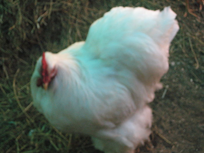020 - cocos cochi alb