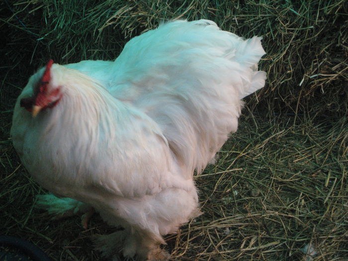 023 - cocos cochi alb